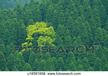 Trees in the Forest, High Angle View, Pan Focus View Large Photo Image Stock Photo - Trees in the Forest, High Angle View, Pan Focus. Fotosearch