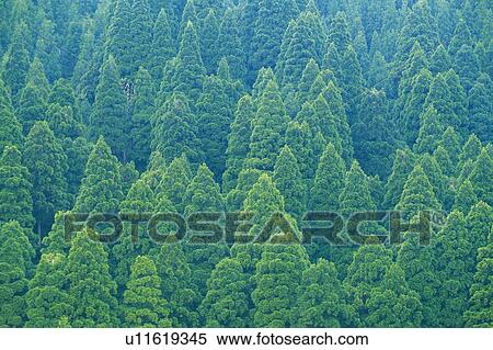 Trees in the Forest, High Angle View, Pan Focus View Large Photo Image Stock Photography - Trees in the Forest, High Angle View, Pan Focus. Fotosearch