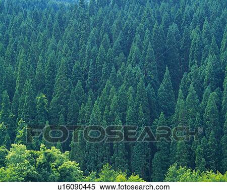 Trees in the Forest, High Angle View, Pan Focus View Large Photo Image Stock Photography - Trees in the Forest, High Angle View, Pan Focus. Fotosearch