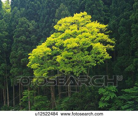 Trees in the Forest, Low Angle View, Pan Focus View Large Photo Image Picture - Trees in the Forest, Low Angle View, Pan Focus. Fotosearch