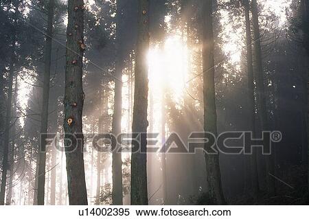 Stock Photography - Trees in the Woods and Sunshine, Front View, Lens Flare. Fotosearch