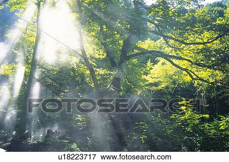 Trees in the Woods and Sunshine, Low Angle View, Lens Flare View Large Photo Image Stock Photo - Trees in the Woods and Sunshine, Low Angle View, Lens Flare. Fotosearch