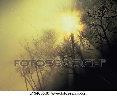 Trees in the Woods and Sunshine, Low Angle View, Lens Flare View Large Photo Image Stock Photograph - Trees in the Woods and Sunshine, Low Angle View, Lens Flare. Fotosearch