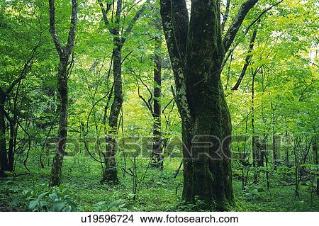 Trees in the Woods, Front View, Pan Focus View Large Photo Image Picture - Trees in the Woods, Front View, Pan Focus. Fotosearch