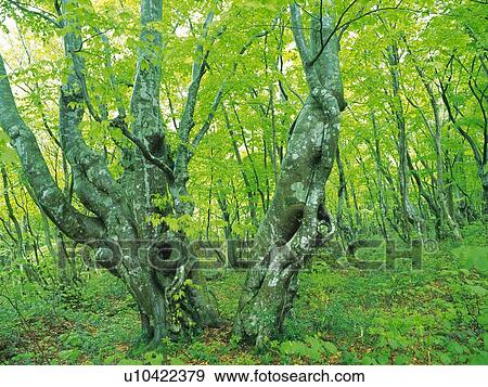 Trees in the Woods, Front View, Pan Focus View Large Photo Image Stock Photo - Trees in the Woods, Front View, Pan Focus. Fotosearch