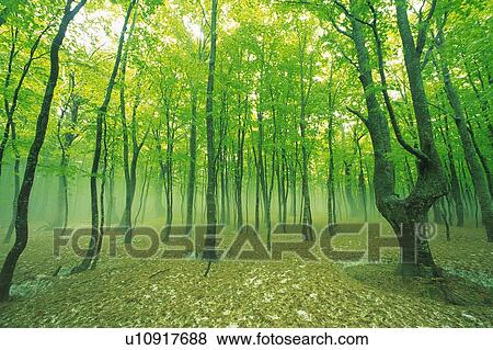Stock Photo - Trees in the Woods, Front View, Pan Focus. Fotosearch