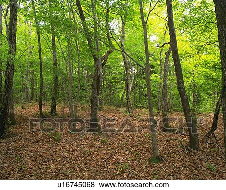 Trees in the Woods, Front View, Pan Focus View Large Photo Image Stock Photo - Trees in the Woods, Front View, Pan Focus. Fotosearch
