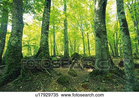 Stock Photography - Trees in the Woods, Front View, Pan Focus. Fotosearch