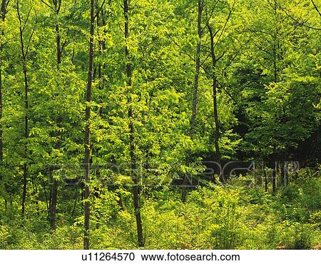 Trees in the Woods, High Angle View, Pan Focus View Large Photo Image Stock Image - Trees in the Woods, High Angle View, Pan Focus. Fotosearch