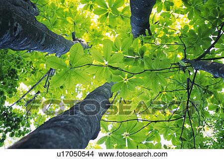 Trees in the Woods, Low Angle View, Pan Focus View Large Photo Image Picture - Trees in the Woods, Low Angle View, Pan Focus. Fotosearch