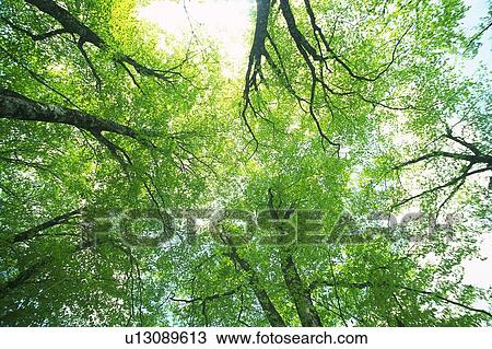 Trees in the Woods, Low Angle View, Pan Focus View Large Photo Image Stock Image - Trees in the Woods, Low Angle View, Pan Focus. Fotosearch