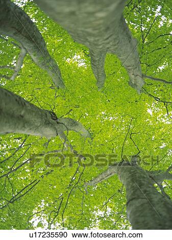 Stock Image - Trees in the Woods, Low Angle View, Pan Focus. Fotosearch