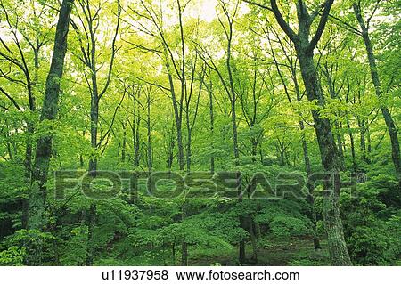 Stock Photo - Trees in the Woods, Low Angle View, Pan Focus. Fotosearch
