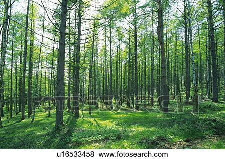 Stock Photo - Trees in the Woods, Low Angle View, Pan Focus. Fotosearch