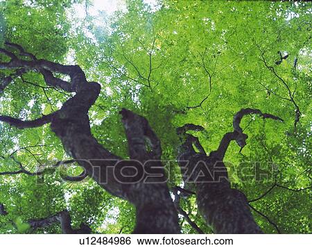 Trees in the Woods, Low Angle View, Pan Focus View Large Photo Image Stock Photograph - Trees in the Woods, Low Angle View, Pan Focus. Fotosearch