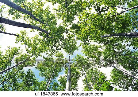 Trees in the Woods, Low Angle View, Pan Focus View Large Photo Image Stock Photography - Trees in the Woods, Low Angle View, Pan Focus. Fotosearch