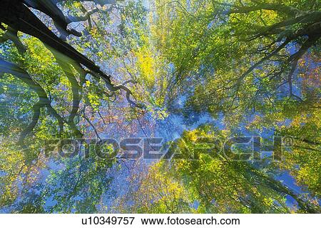 Trees in the Woods, Low Angle View, Lens Flare View Large Photo Image Stock Photo - Trees in the Woods, Low Angle View, Lens Flare. Fotosearch