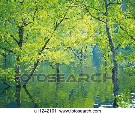 Trees in Water, High Angle View, Pan Focus View Large Photo Image Stock Image - Trees in Water, High Angle View, Pan Focus. Fotosearch