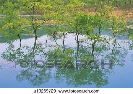 Trees in Water, High Angle View, Pan Focus View Large Photo Image Stock Photo - Trees in Water, High Angle View, Pan Focus. Fotosearch