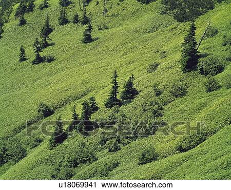 Trees of the Mountain, High Angle View, Pan Focus View Large Photo Image Stock Image - Trees of the Mountain, High Angle View, Pan Focus. Fotosearch