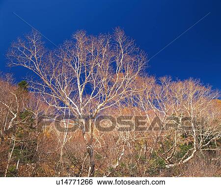 Stock Photograph - White Birch in the Woods and Blue Sky, Low Angle View, Pan Focus. Fotosearch