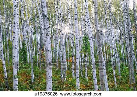 White Birch in the Woods and Sunlight, Front View, Lens Flare View Large Photo Image Stock Photograph - White Birch in the Woods and Sunlight, Front View, Lens Flare. Fotosearch
