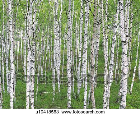 Stock Image - White Birch in the Woods, Front View, Pan Focus. Fotosearch