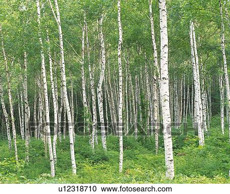 Stock Image - White Birch in the Woods, Front View, Pan Focus. Fotosearch