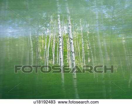 White Birch in the Woods, Front View, Differential Focus View Large Photo Image Stock Image - White Birch in the Woods, Front View, Differential Focus. Fotosearch