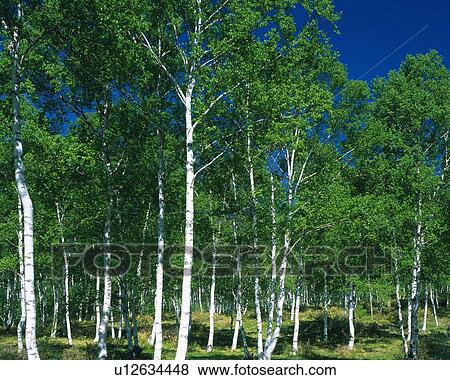 Stock Photo - White Birch in the Woods, Front View, Pan Focus. Fotosearch