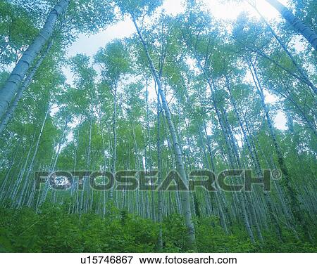 White Birch in the Woods, Low Angle View, Pan Focus View Large Photo Image Stock Photo - White Birch in the Woods, Low Angle View, Pan Focus. Fotosearch
