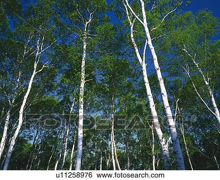 White Birch in the Woods, Low Angle View, Pan Focus View Large Photo Image Stock Photograph - White Birch in the Woods, Low Angle View, Pan Focus. Fotosearch