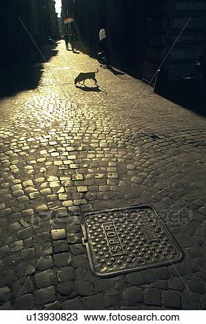 a Cobbled Road, With a Dog Walking on It, High Angle View, Lisbon, Portugal, Europe View Large Photo Image Stock Image - a Cobbled Road, With a Dog Walking on It, High Angle View, Lisbon, Portugal, Europe. Fotosearch