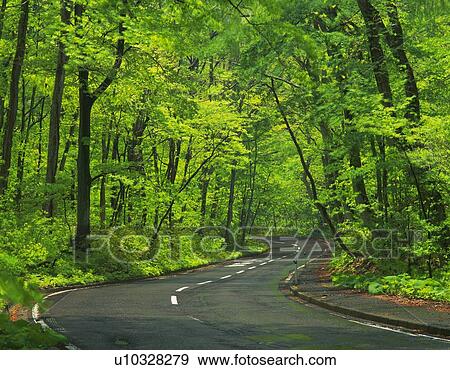 a Country Road, Surrounded By a Bunch of Light Green-colored Trees, Aomori Prefecture, Japan View Large Photo Image Stock Photo - a Country Road, Surrounded By a Bunch of Light Green-colored Trees, Aomori Prefecture, Japan. Fotosearch