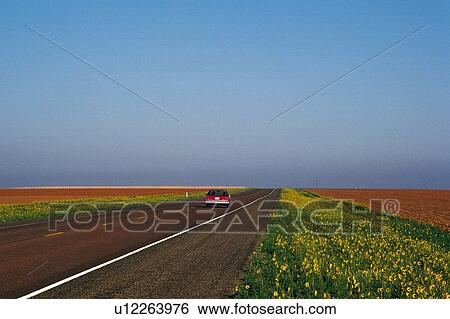 a Country Road, Surrounded By a Flat Land and a Yellow Flowerfield, a Car Driving on the Road, Copy Space, Side View View Large Photo Image Stock Photograph - a Country Road, Surrounded By a Flat Land and a Yellow Flowerfield, a Car Driving on the Road, Copy Space, Side View. Fotosearch