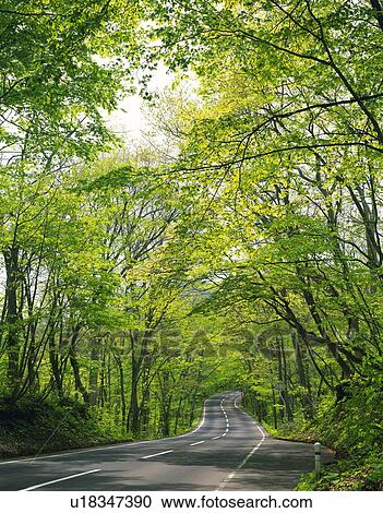 Stock Image -  a Country Road, With Several Light Green-colored Trees on the Side, Aomori Prefecture, Japan. Fotosearch
