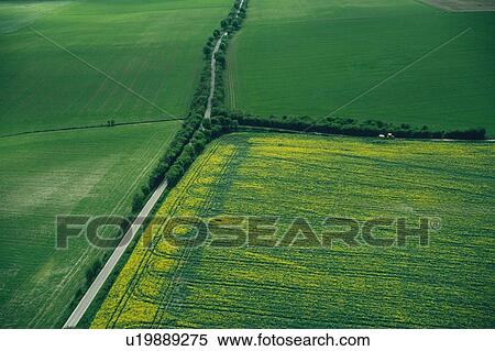 Stock Photography -  a Huge Green-colored Rice Field, High Angle View. Fotosearch