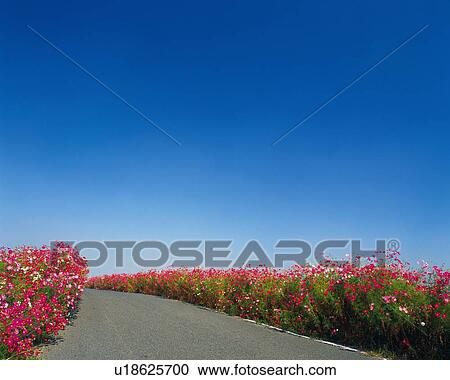 Stock Image -  a Little Country Road With Several Red and White-colored Flowers on the Side, Copy Space. Fotosearch