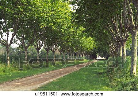 a Little Country Road, With Several Lined Up Trees on the Side, Side View View Large Photo Image Stock Image - a Little Country Road, With Several Lined Up Trees on the Side, Side View. Fotosearch