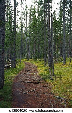a Little Path in the Middle of a Forest, Front View View Large Photo Image Stock Image - a Little Path in the Middle of a Forest, Front View. Fotosearch