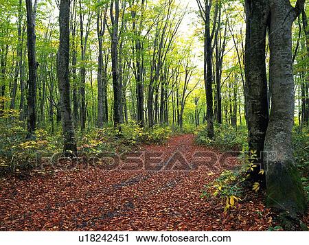 a Little Path in the Middle of a Forest, Front View, Aomori Prefecture, Japan View Large Photo Image Stock Image - a Little Path in the Middle of a Forest, Front View, Aomori Prefecture, Japan. Fotosearch