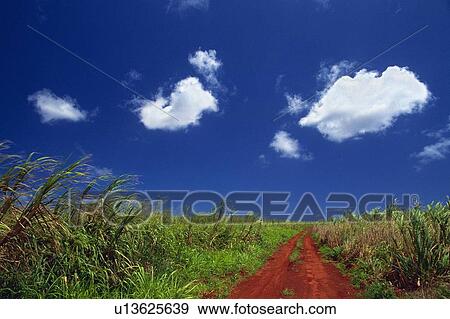 a Little Path, Surrounded By Grass and Green Bushes Under a Blue Sky, Front View View Large Photo Image Stock Photo - a Little Path, Surrounded By Grass and Green Bushes Under a Blue Sky, Front View. Fotosearch