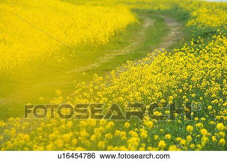 Stock Photograph -  a Little Road In the Middle of a Rape Field, Side View. Fotosearch
