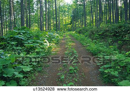 a Path in the Middle of a Forest, Front View, Hokkaido Prefecture, Japan View Large Photo Image Stock Photo - a Path in the Middle of a Forest, Front View, Hokkaido Prefecture, Japan. Fotosearch