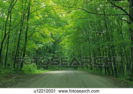 Stock Image -  a Road, Surrounded By a Lot of Trees, Standing on the Side, Front View, Algonquin, Canada. Fotosearch