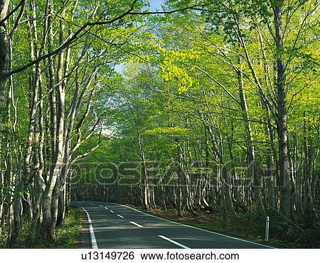 Stock Photograph -  a Road, With a Bunch of Beech Trees on the Sides, Aomori Prefecture, Japan. Fotosearch