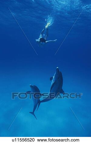 Stock Image - A Couple Spotted Dolphin and Diver Swimming Together. Fotosearch
