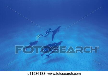Stock Photo - A Couple Spotted Dolphin and Diver Swimming Together. Fotosearch