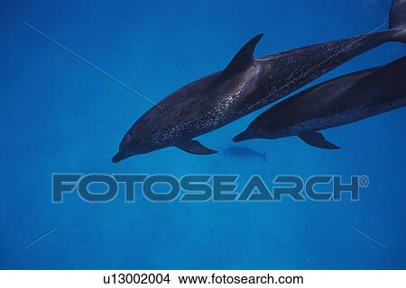 A Couple Spotted Dolphin are Swimming Together View Large Photo Image Picture - A Couple Spotted Dolphin are Swimming Together. Fotosearch