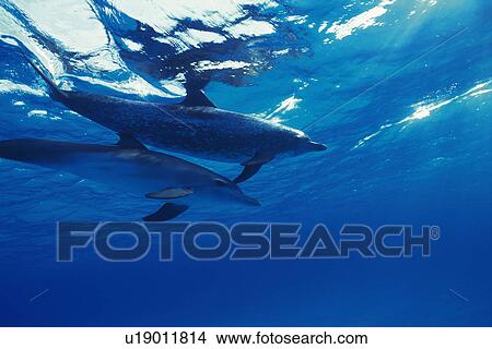Picture - A Couple Spotted Dolphin are Swimming Together. Fotosearch